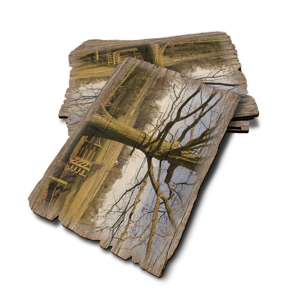 Big Oak - Weathered Edge Weathered Edge Postcard (5pk // $2.80ea)