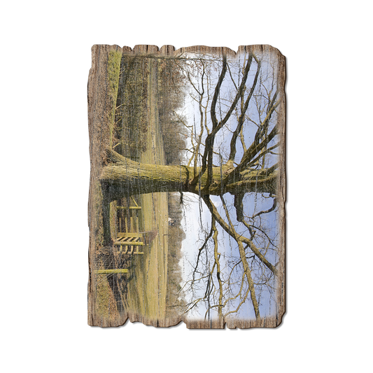 Greeting Card: Weathered Edge - Big Oak