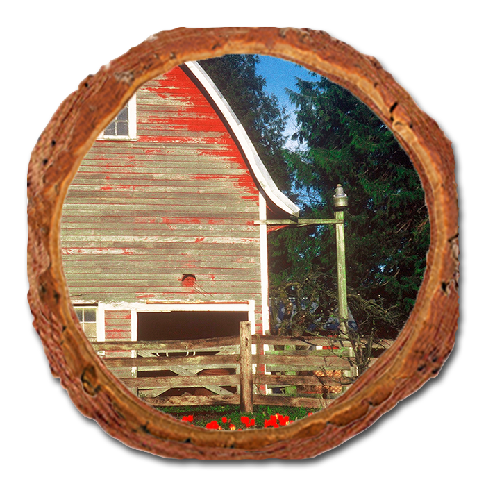 Coaster: Live Edge - Barn Yard