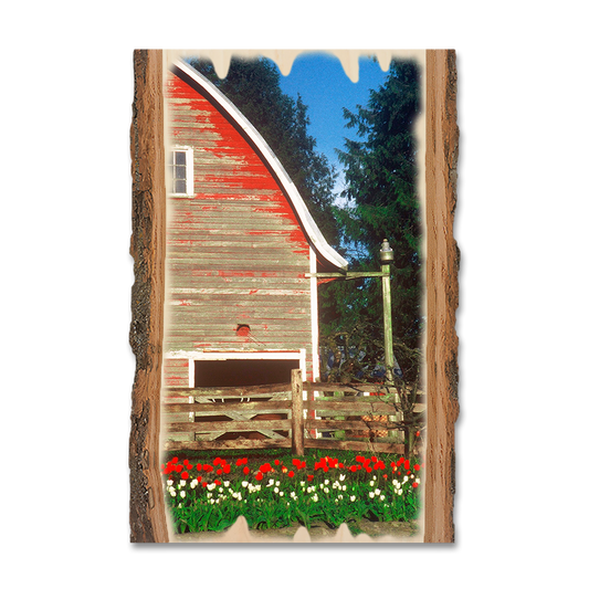 Magnet: Live Edge - Barn Yard