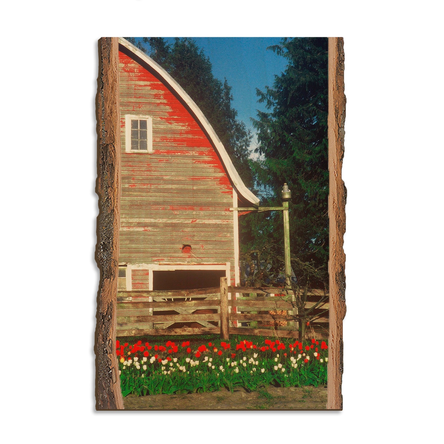 Barn Yard - Live Edge Magnet Live Edge Postcard (5pk // $2.80ea)