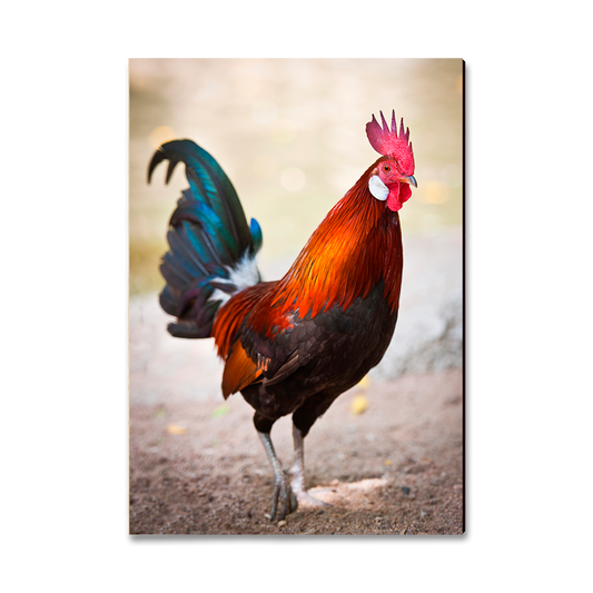 Magnet: Classic Edge - Colorful Rooster