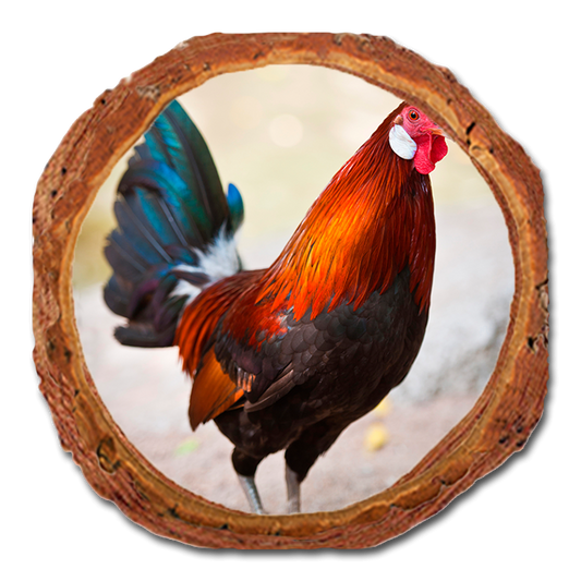 Coaster: Live Edge - Colorful Rooster (Pack of 5)