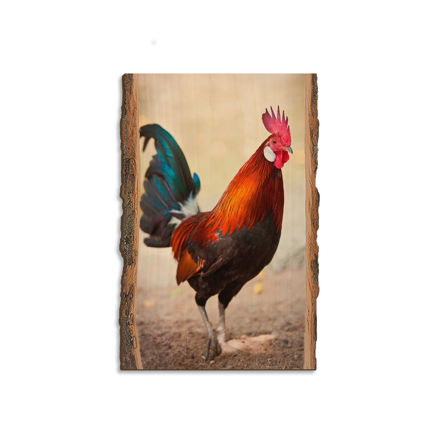 Colorful Rooster - Live Edge Magnet Live Edge Magnet (5pk // $2.80ea)