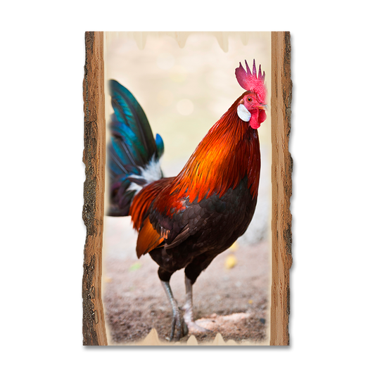 Magnet: Live Edge - Colorful Rooster