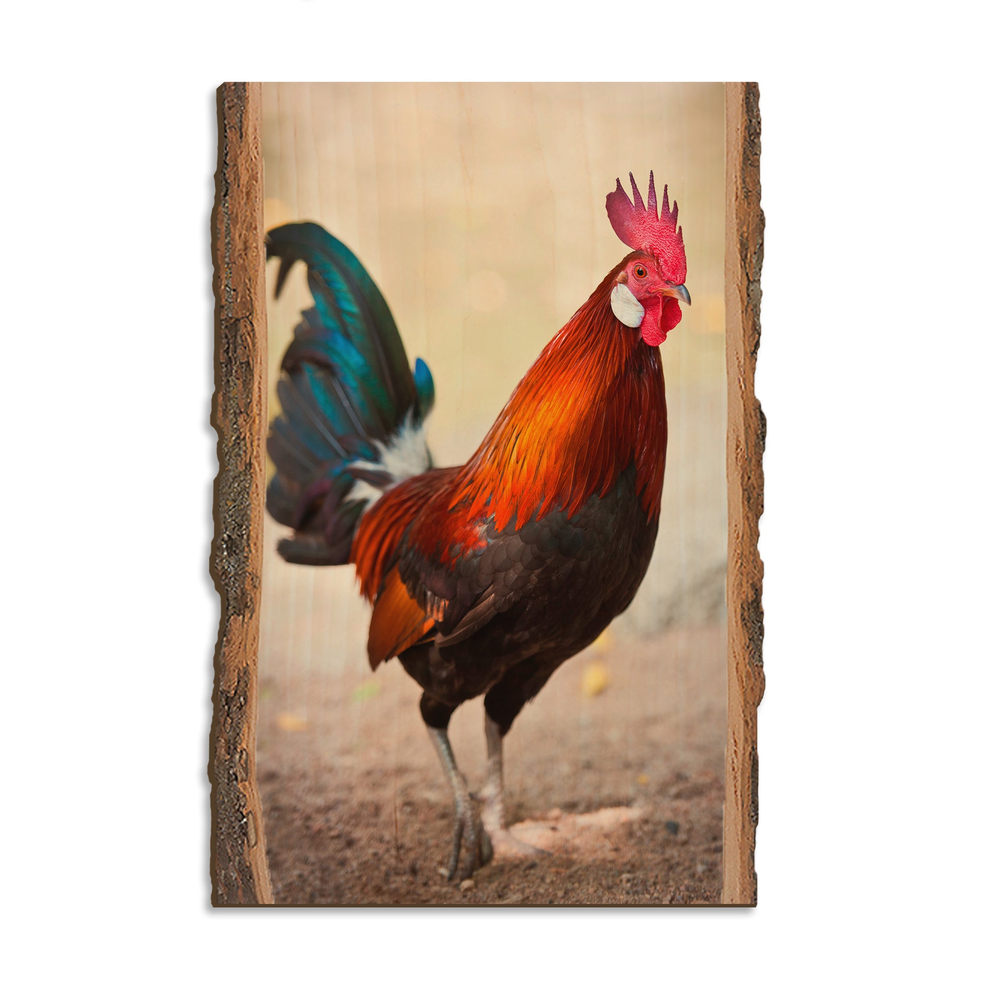 Colorful Rooster - Live Edge Magnet Live Edge Postcard (5pk // $2.80ea)