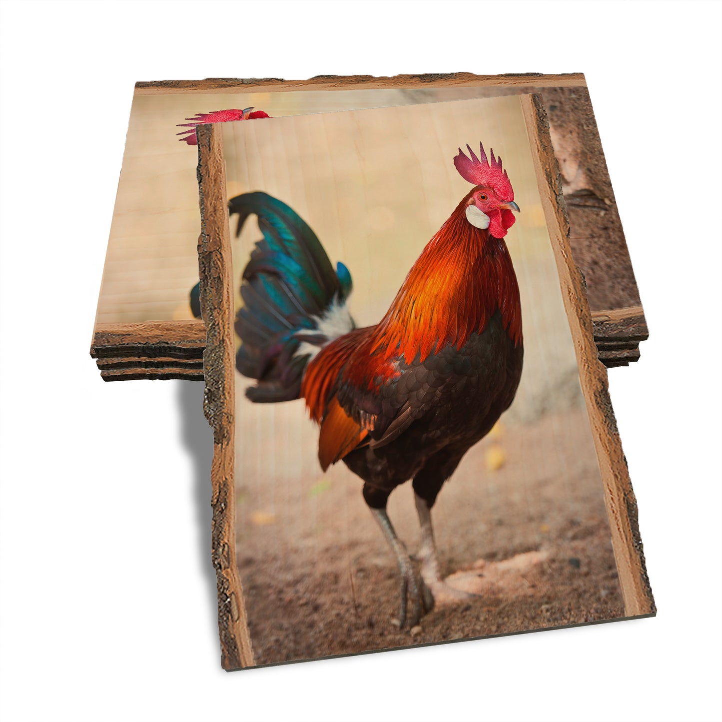 Colorful Rooster - Live Edge Live Edge Postcard (5pk // $2.80ea)