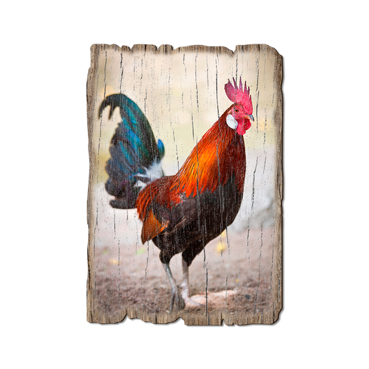 Greeting Card: Weathered Edge - Colorful Rooster (Pack of 5)