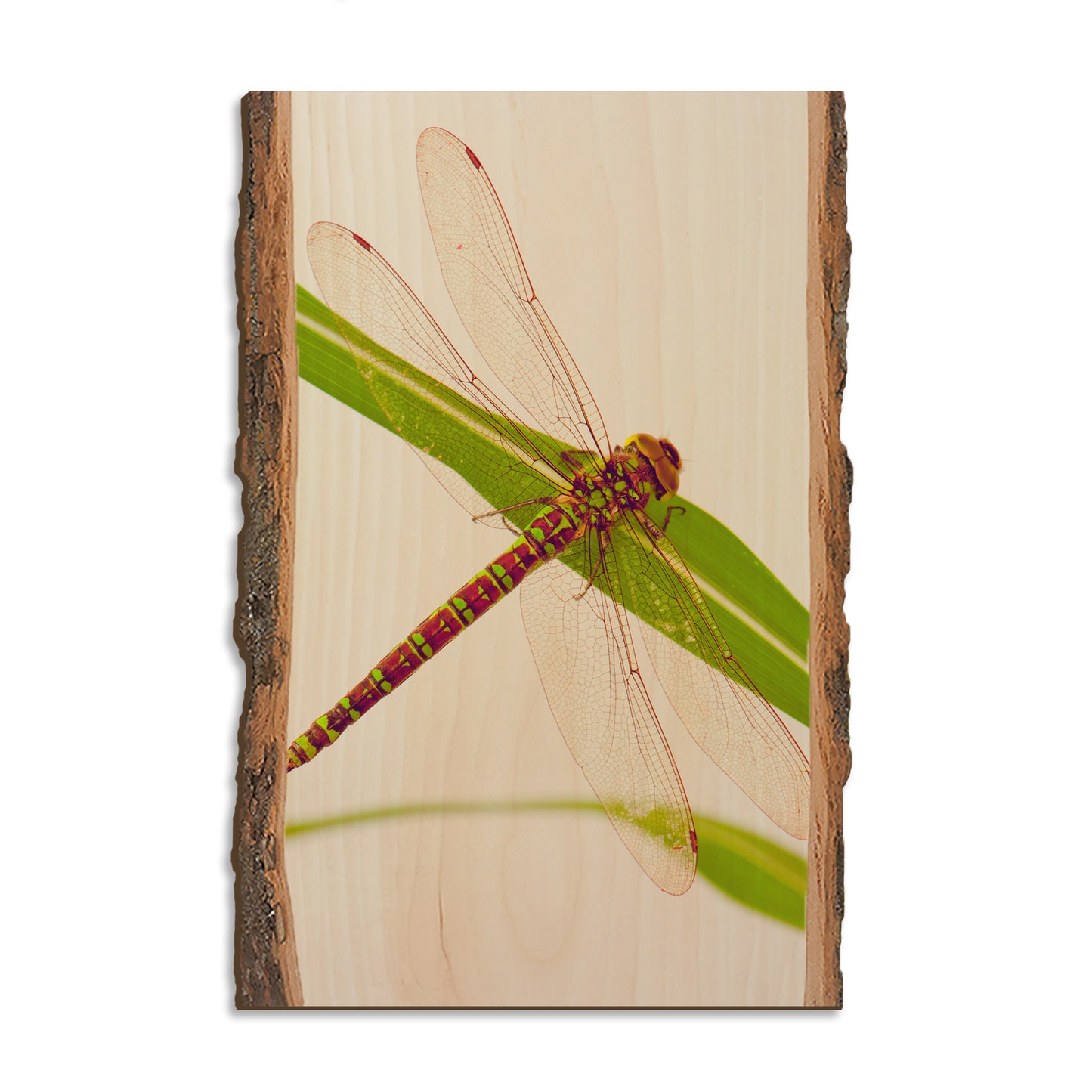 Dragonfly - Live Edge Magnet Live Edge Postcard (5pk // $2.80ea)