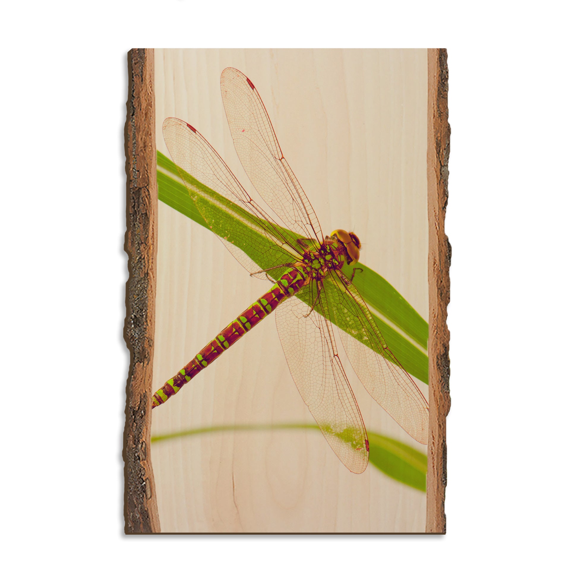Dragonfly - Live Edge Magnet Live Edge Postcard (5pk // $2.80ea)
