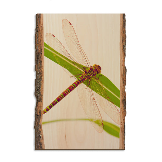 Dragonfly - Live Edge Magnet Live Edge Postcard (5pk // $2.80ea)