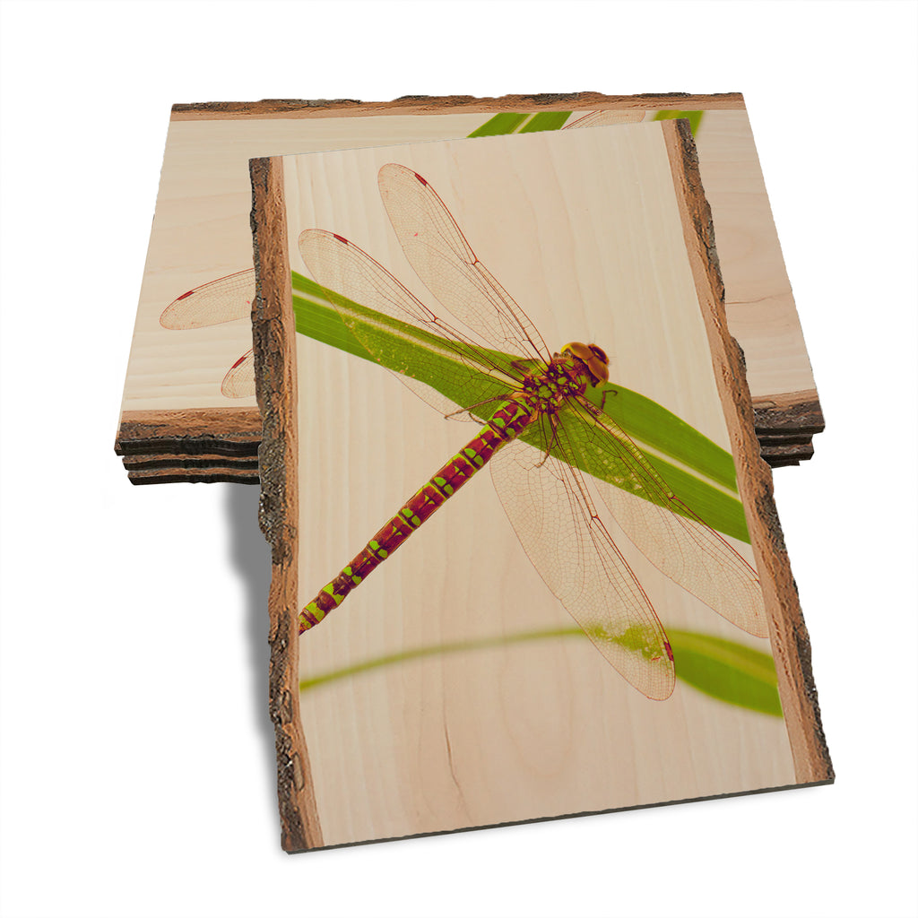 Dragonfly - Live Edge Live Edge Postcard (5pk // $2.80ea)