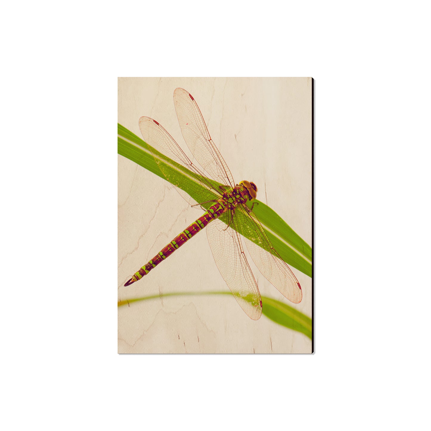 Dragonfly - Magnet Classic Edge Magnet (5pk // $2.80ea)