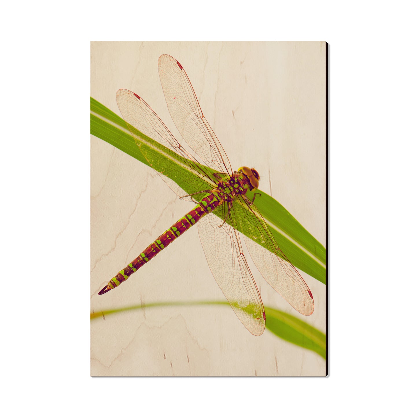 Dragonfly - Magnet Classic Edge Postcard (5pk // $2.80ea)