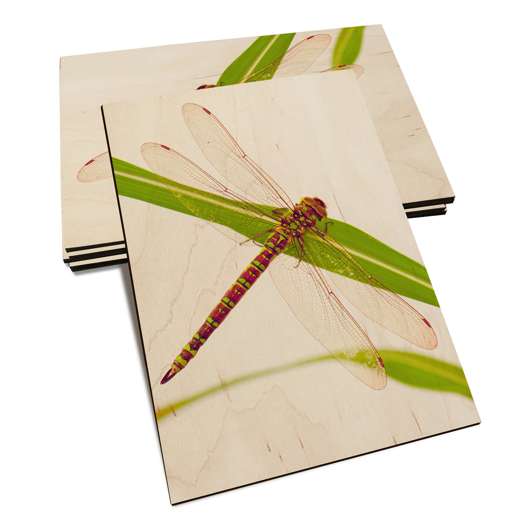 Dragonfly - Classic Edge Classic Edge Postcard (5pk // $2.80ea)