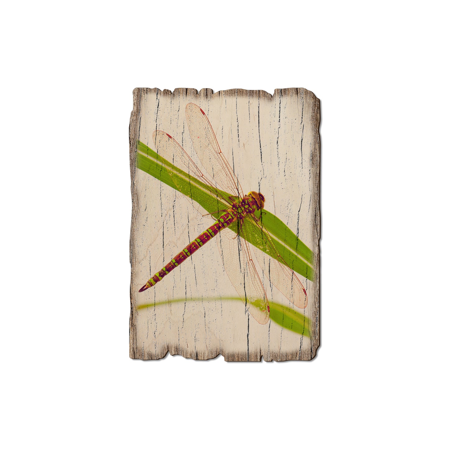 Dragonfly - Weathered Edge Magnet Weathered Edge Magnet (5pk // $2.80ea)