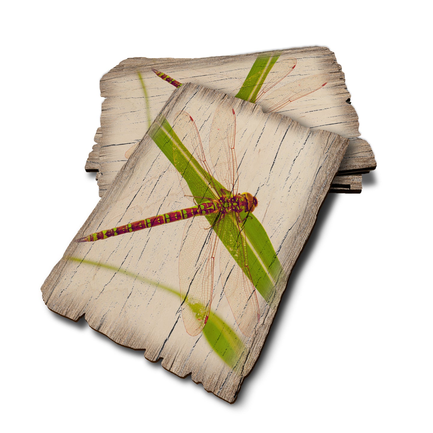Dragonfly - Weathered Edge Weathered Edge Postcard (5pk // $2.80ea)