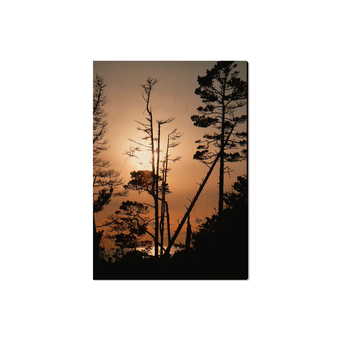 Ocean Forest - Magnet Classic Edge Magnet (5pk // $2.80ea)