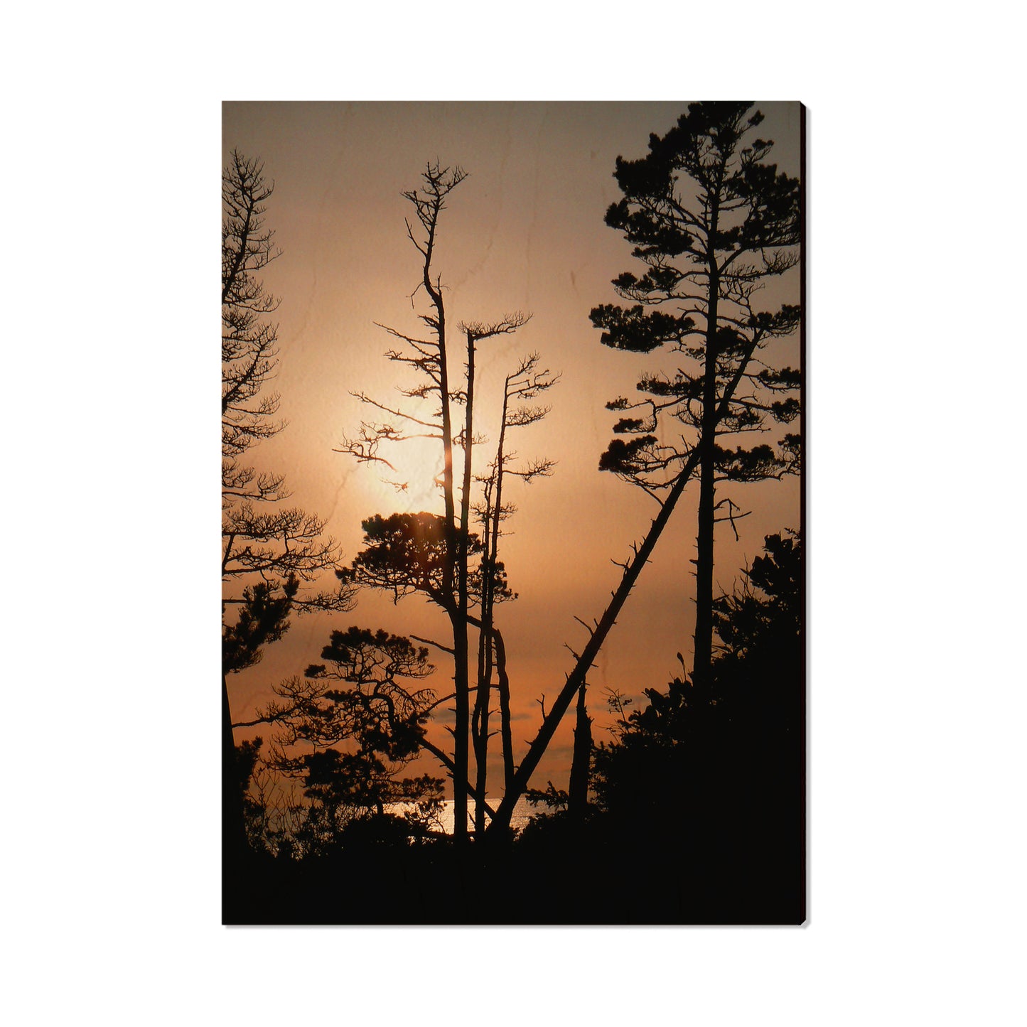 Ocean Forest - Magnet Classic Edge Postcard (5pk // $2.80ea)