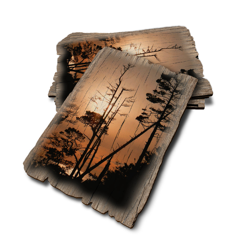 Ocean Forest - Weathered Edge Weathered Edge Postcard (5pk // $2.80ea)