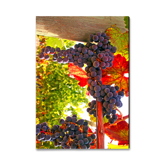 Magnet: Classic Edge - Old Vines