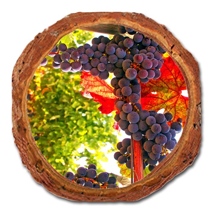 Coaster: Live Edge - Old Vines