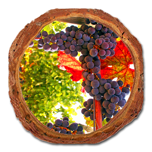 Coaster: Live Edge - Old Vines