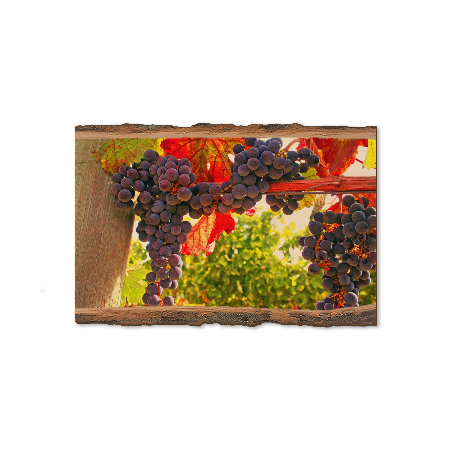 Old Vines - Live Edge Magnet Live Edge Magnet (5pk // $2.80ea)