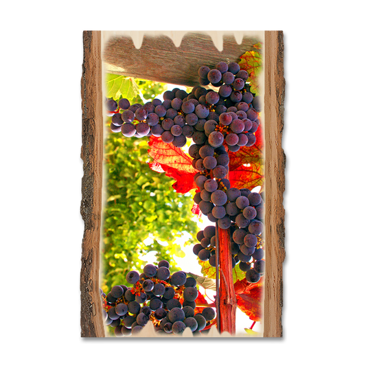 Magnet: Live Edge - Old Vines