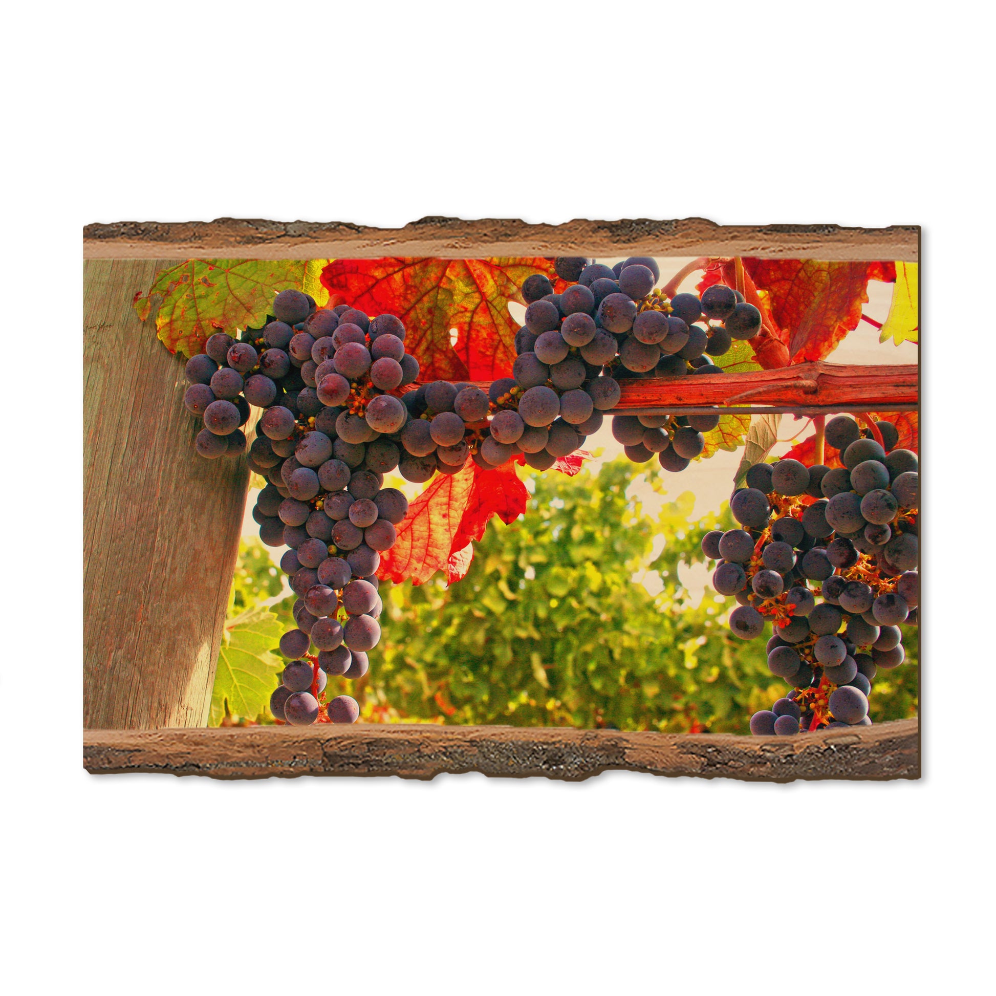 Old Vines - Live Edge Magnet Live Edge Postcard (5pk // $2.80ea)