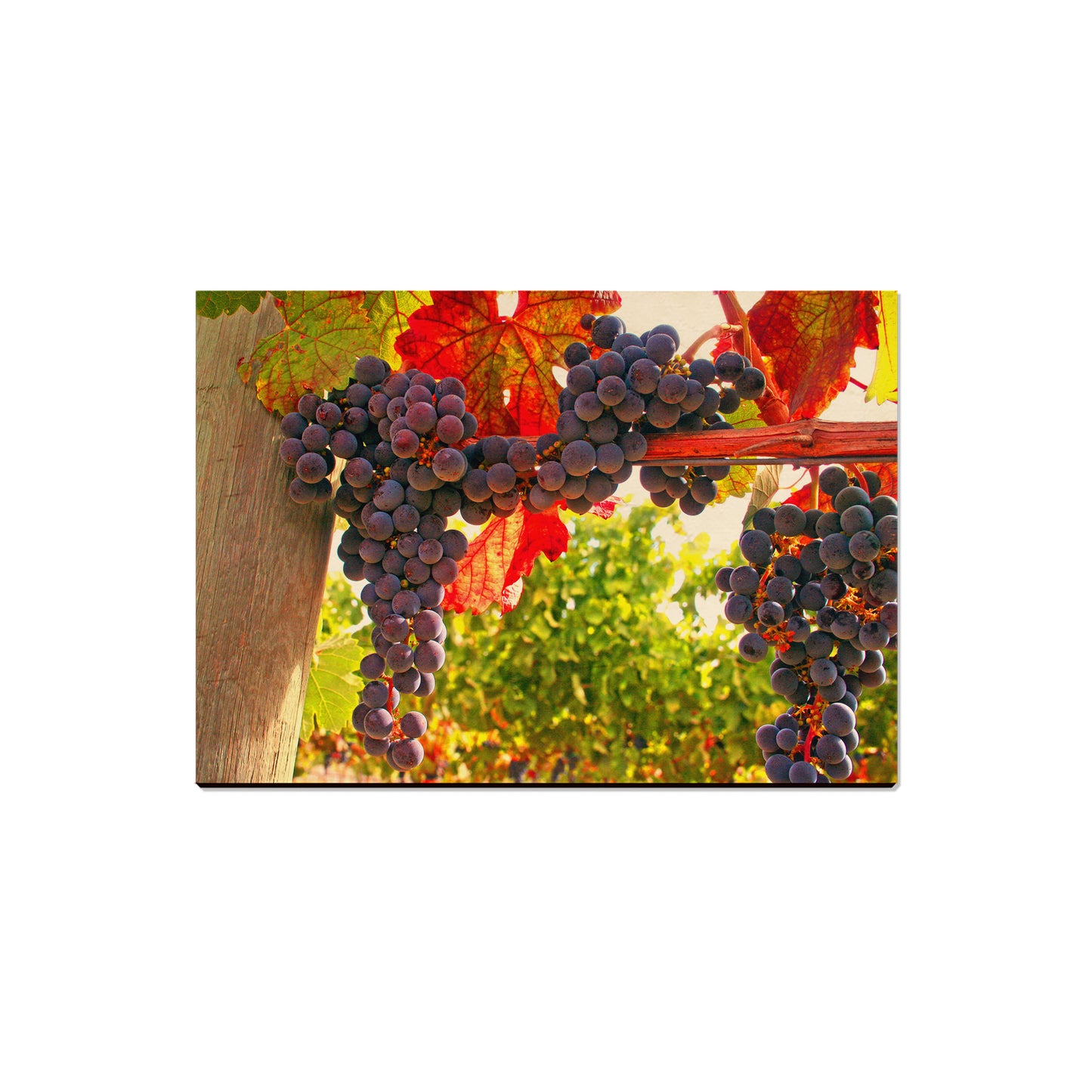 Old Vines - Magnet Classic Edge Magnet (5pk // $2.80ea)
