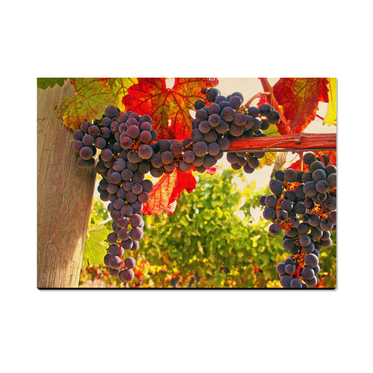 Old Vines - Magnet Classic Edge Postcard (5pk // $2.80ea)