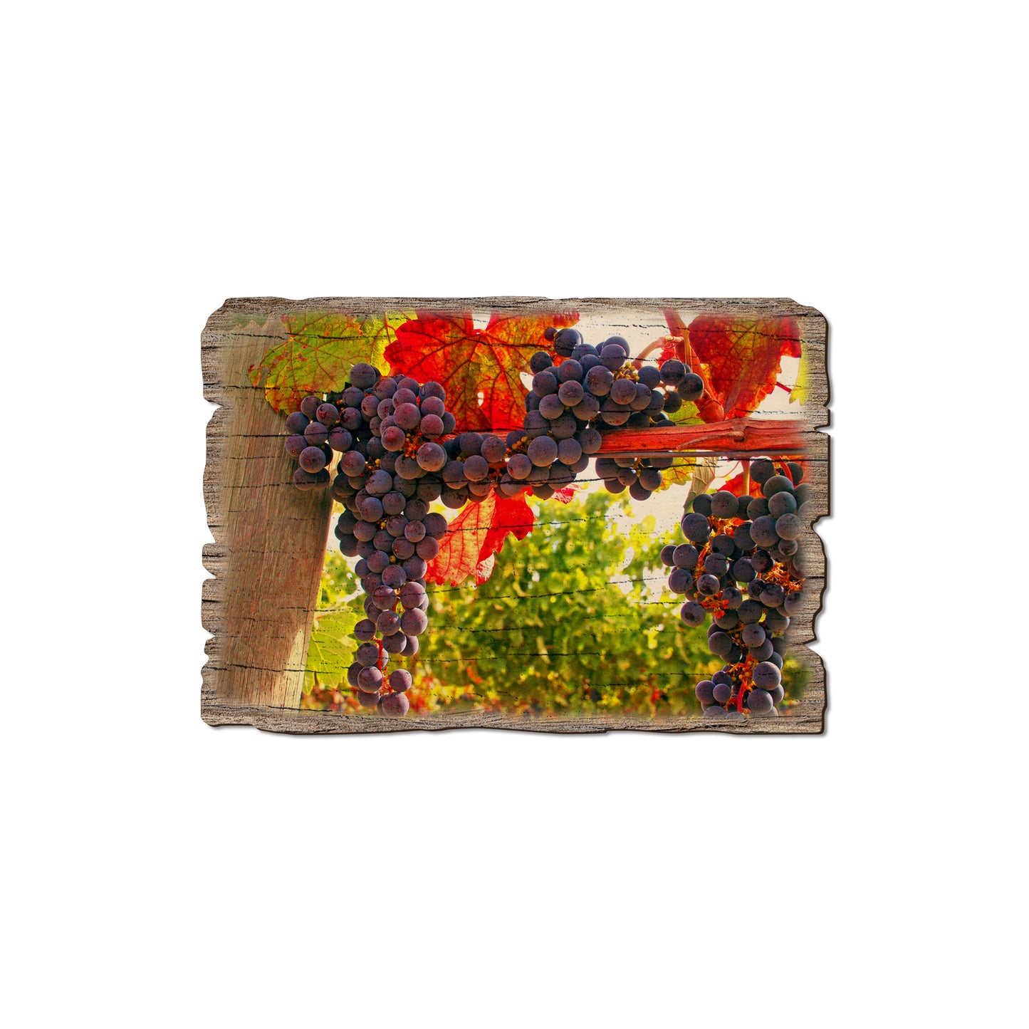 Old Vines - Weathered Edge Magnet Weathered Edge Magnet (5pk // $2.80ea)