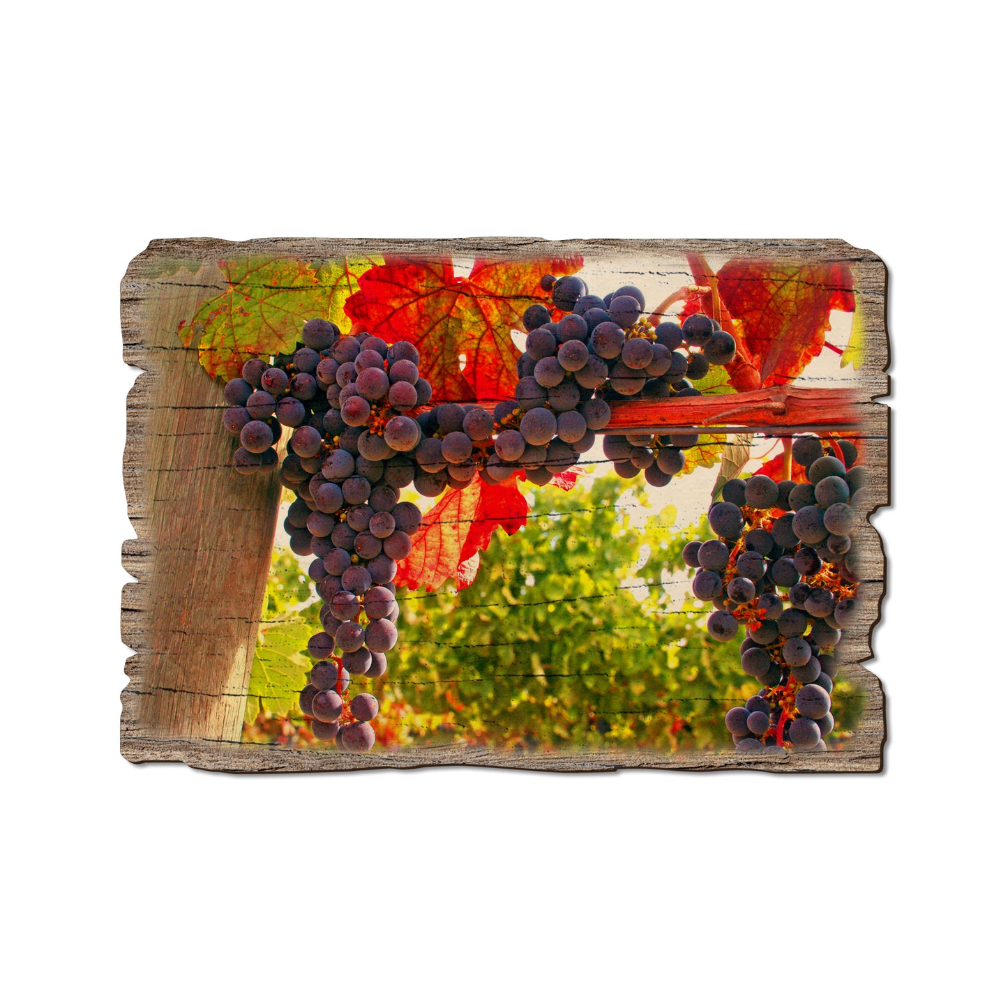 Old Vines - Weathered Edge Magnet Weathered Edge Postcard (5pk // $2.80ea)