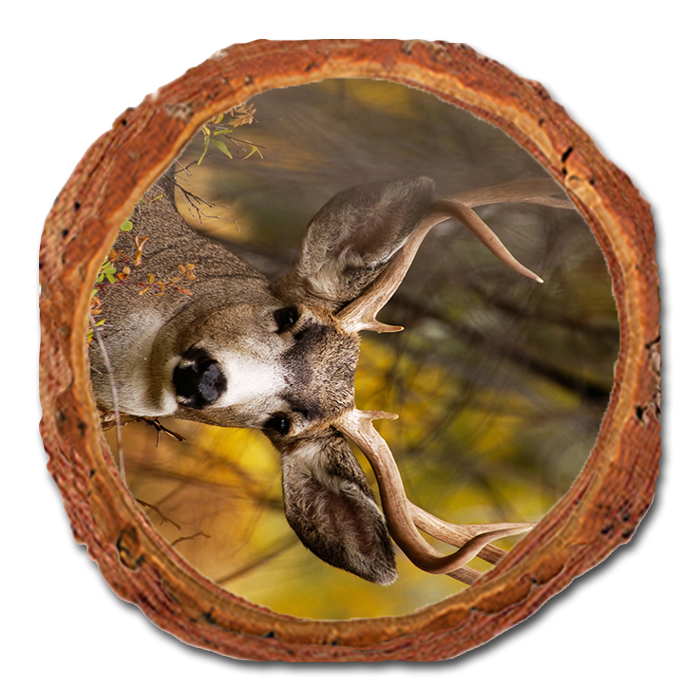 Coaster: Live Edge - Perfect Look (Pack of 5)