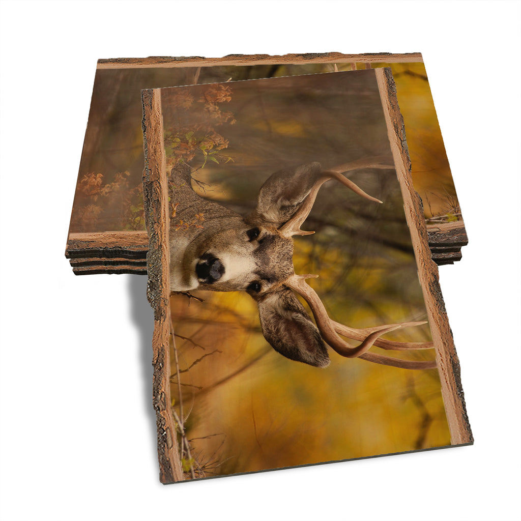 Perfect Look - Live Edge Live Edge Postcard (5pk // $2.80ea)