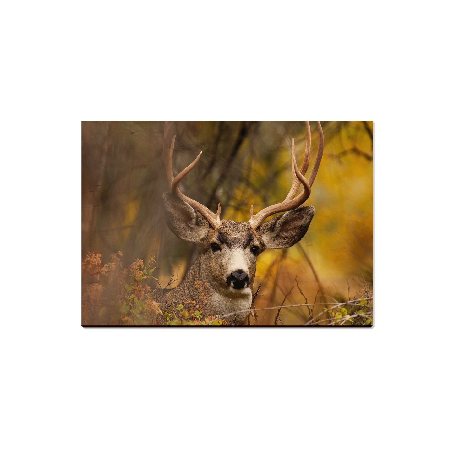 Perfect Look - Magnet Classic Edge Magnet (5pk // $2.80ea)