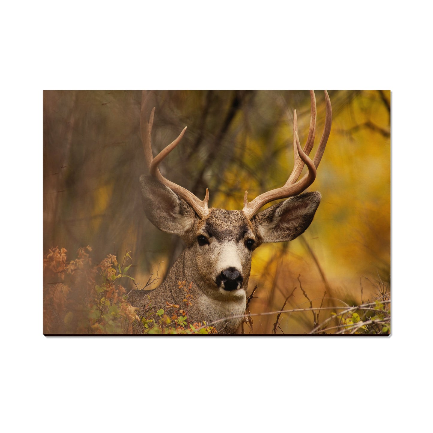 Perfect Look - Magnet Classic Edge Postcard (5pk // $2.80ea)