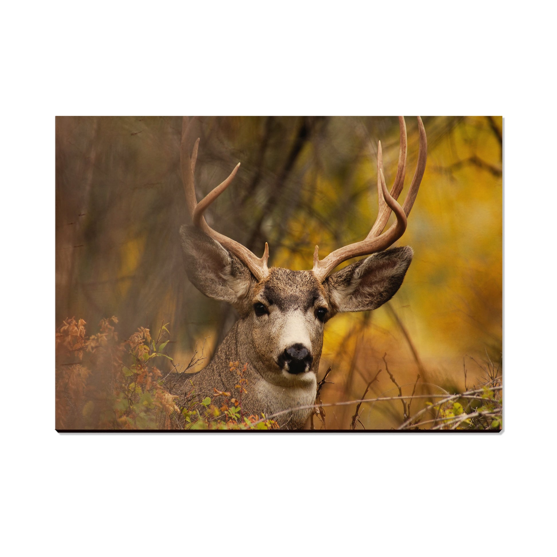 Perfect Look - Magnet Classic Edge Postcard (5pk // $2.80ea)