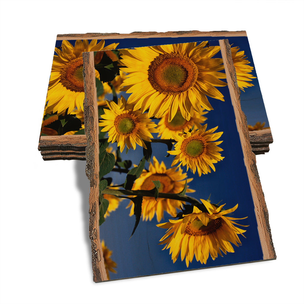 Sunny Bunch - Live Edge Live Edge Postcard (5pk // $2.80ea)