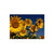 Sunny Bunch - Magnet Classic Edge Magnet (5pk // $2.80ea)