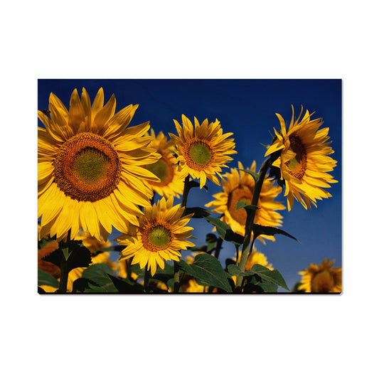 Sunny Bunch - Magnet Classic Edge Postcard (5pk // $2.80ea)