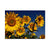 Sunny Bunch - Magnet Classic Edge Postcard (5pk // $2.80ea)