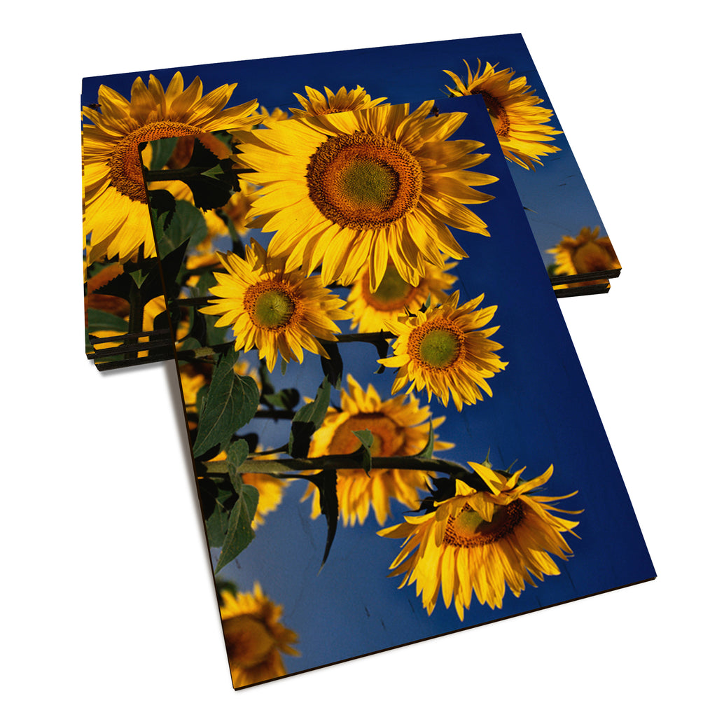 Sunny Bunch - Classic Edge Classic Edge Postcard (5pk // $2.80ea)
