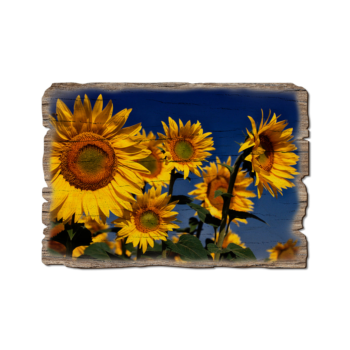 Sunny Bunch - Weathered Edge Magnet Weathered Edge Postcard (5pk // $2.80ea)