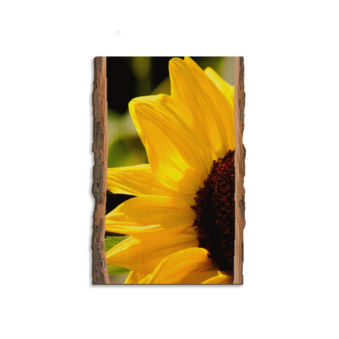 Yellow Sunflower - Live Edge Magnet Live Edge Magnet (5pk // $2.80ea)