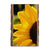 Yellow Sunflower - Live Edge Magnet Live Edge Postcard (5pk // $2.80ea)