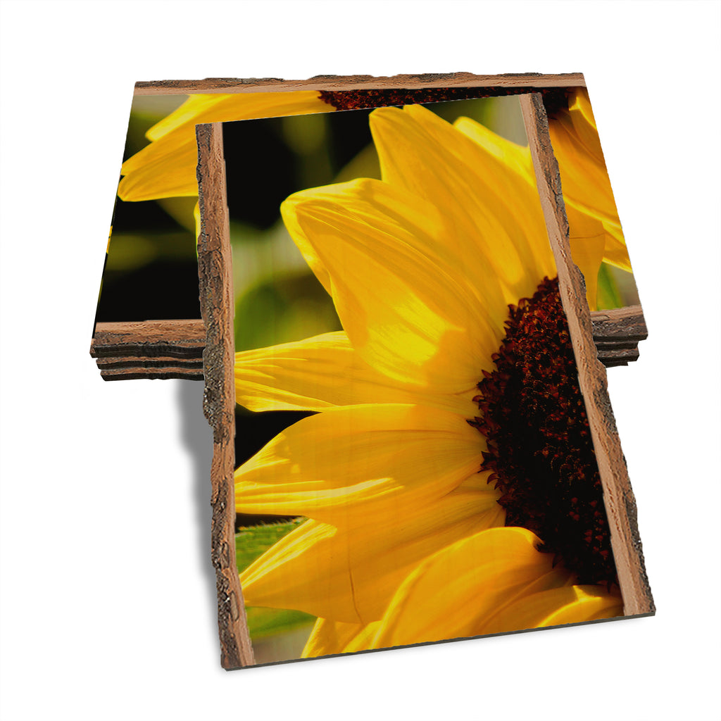 Yellow Sunflower - Live Edge Live Edge Postcard (5pk // $2.80ea)
