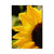 Yellow Sunflower - Magnet Classic Edge Postcard (5pk // $2.80ea)