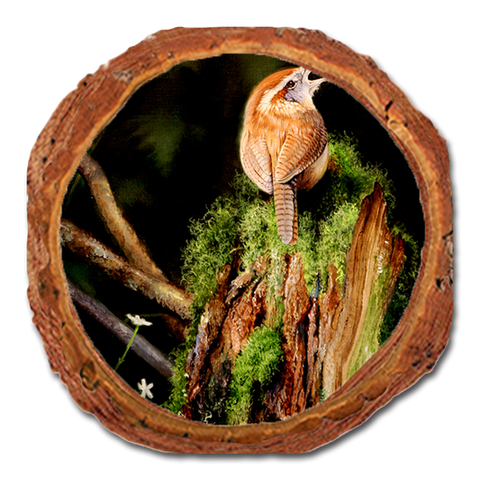 Coaster: Live Edge - Kelso's Carolina Caroler (Pack of 5)